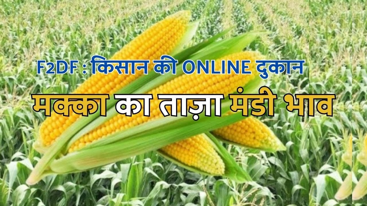 मक्का का भाव आज का 2023 | Makka Ka Rate Today &ndash; Makka Ka Bhav (09 June 2023)