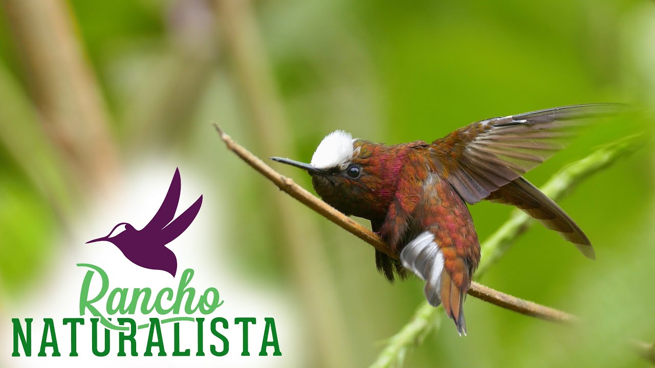 Rancho Naturalista: A Birdwatcher's Paradise Lodge in Costa Rica