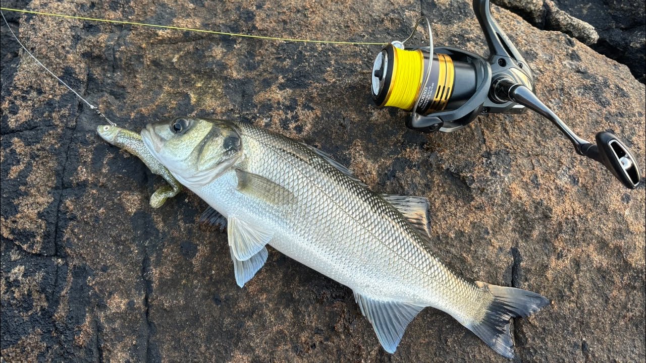 BASS FEEDING AT DAWN!! | BEST TIME TO CATCH | LURE FISHING FOR BASS