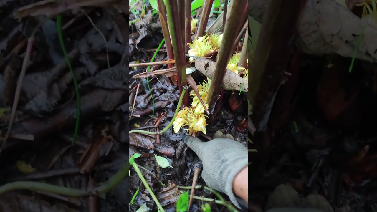 cardamom flower care #farming #countrylife