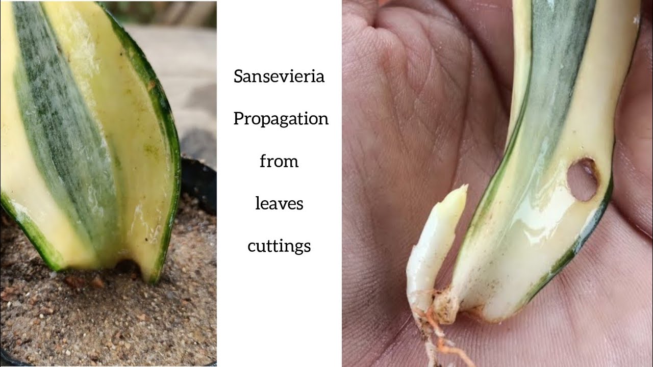 How to grow To Grow Sansevieria Trifasciata (Golden Hahnii) from leaves cuttings