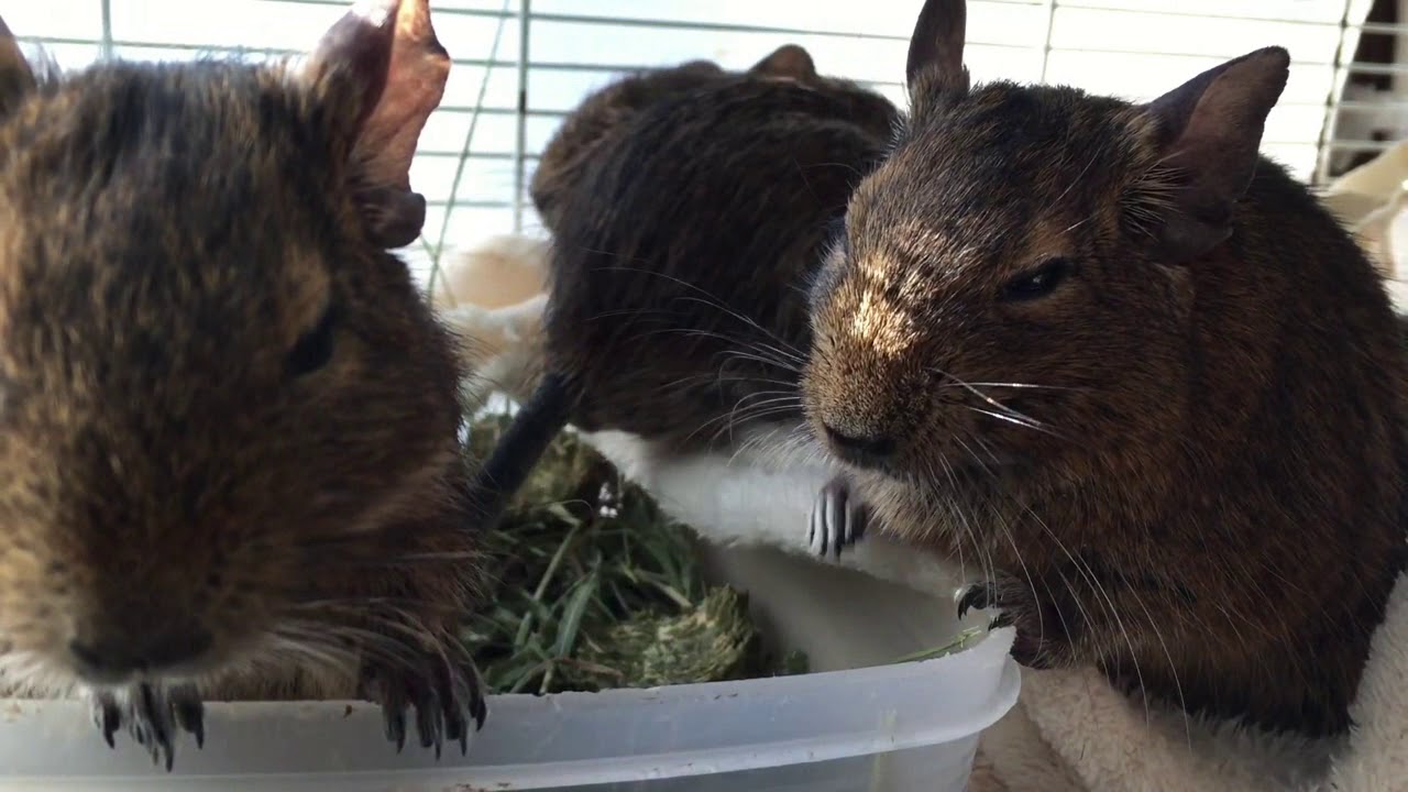 【デグー動画 】デグー集団の鳴き声♪