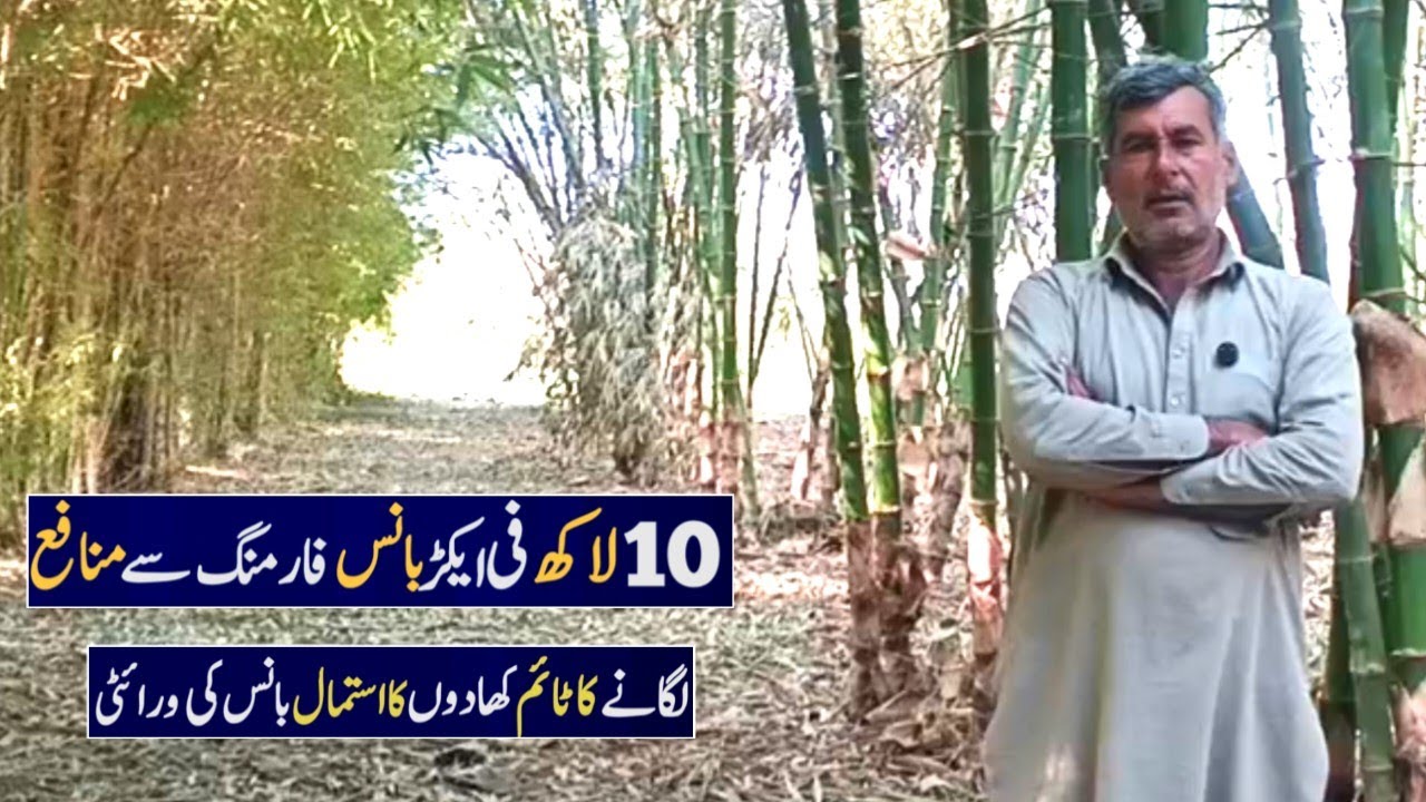 new business in farming Bamboo Farming | Banse farming  بانس فارمنگ ی 
