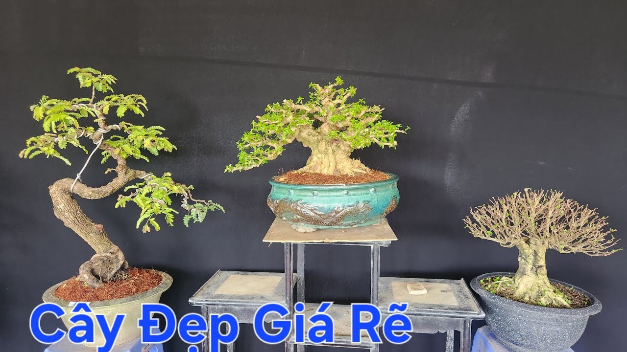 Thanh Bình Ngày 29/9 Chào Bán Bonsai,  Sam Hương,  Chiếu Thủy,  Linh Sam,  Me Ngọt,