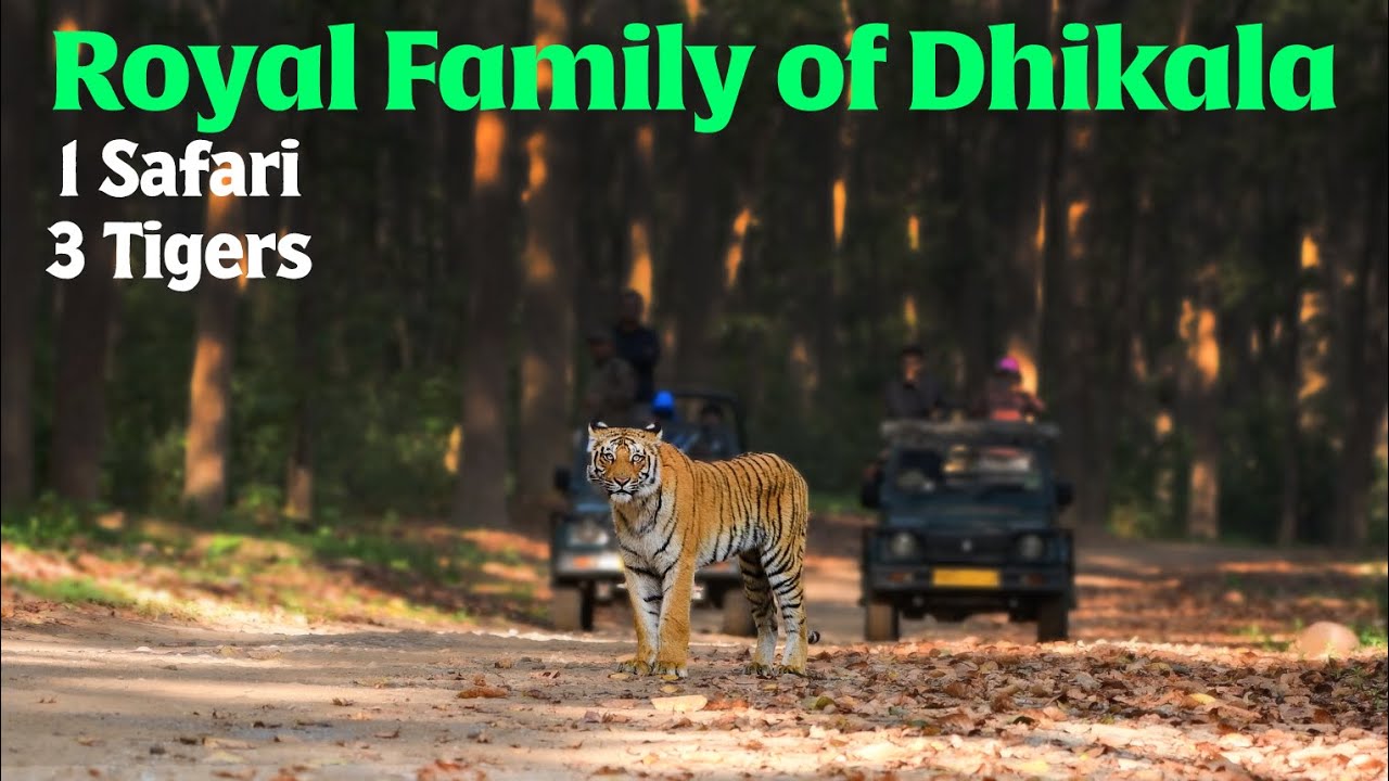 Royal Family of Dhikala #corbetttigerreserve  #junglesafari #tigersighting #wildlife #natgeowildlife