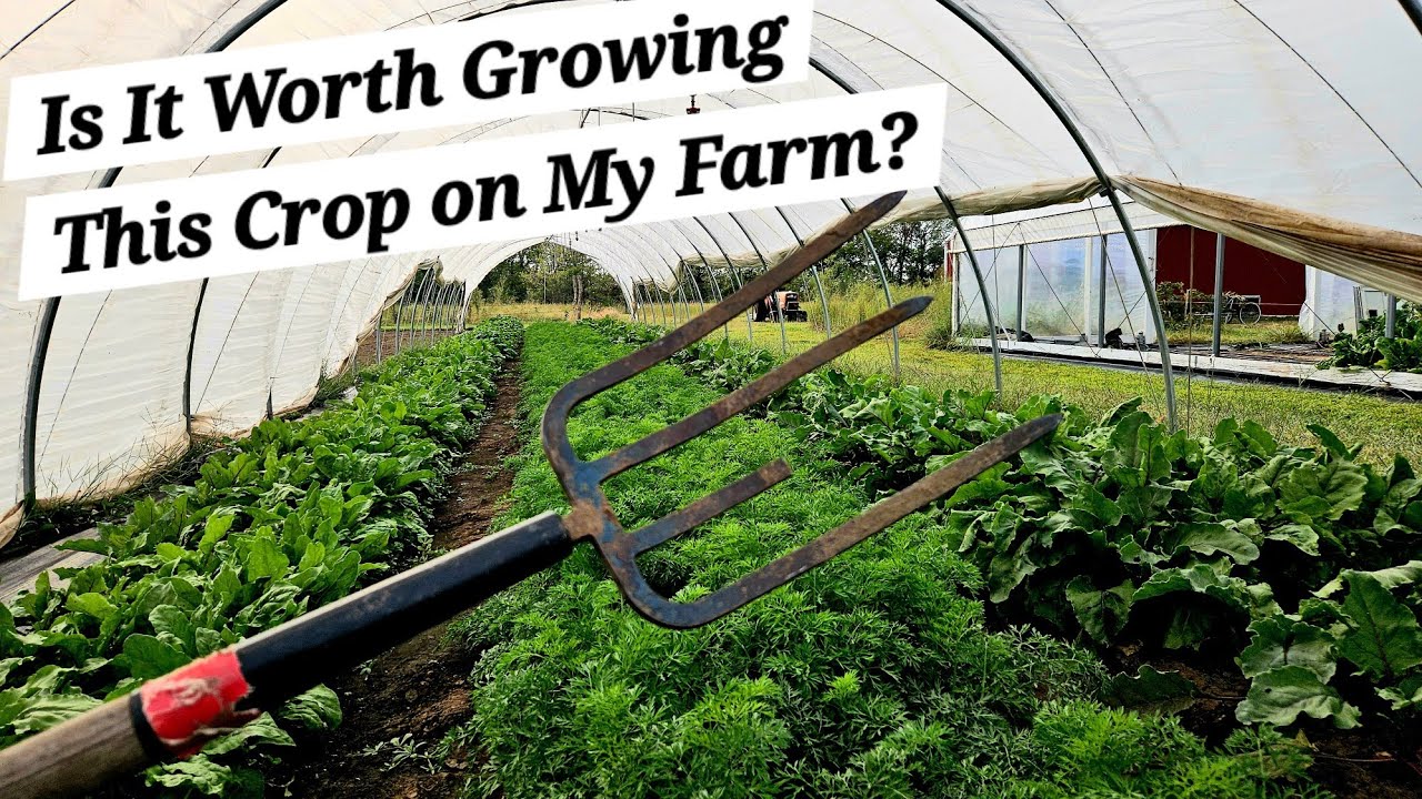 Is This Crop Worth Growing on the Farm?