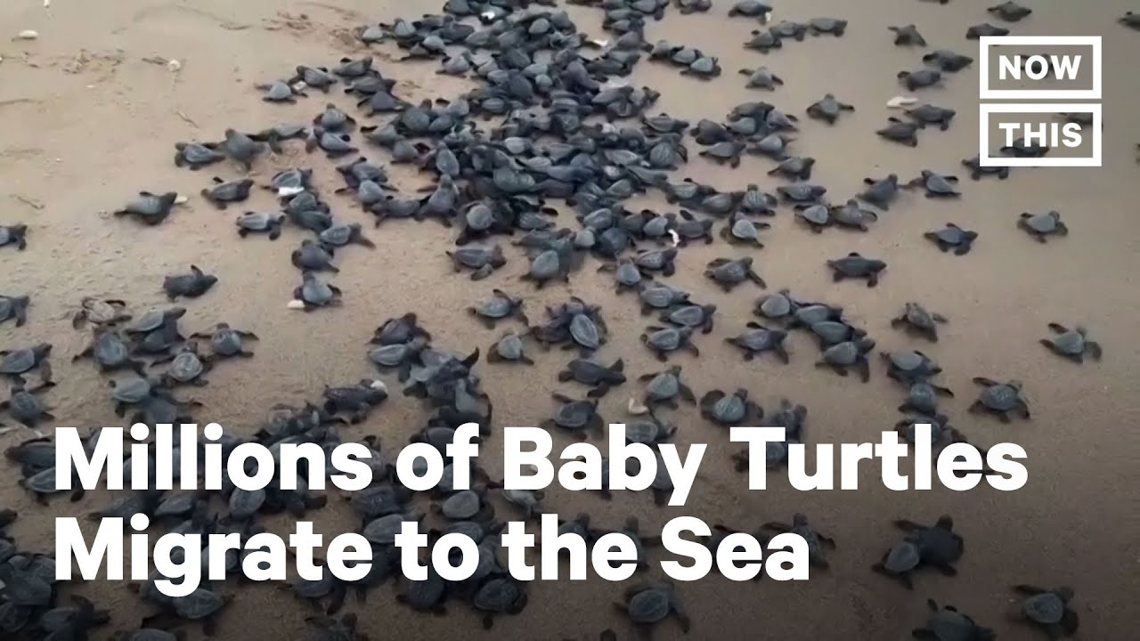 Millions of Baby Turtles Head to Sea After Beach Closures | NowThis