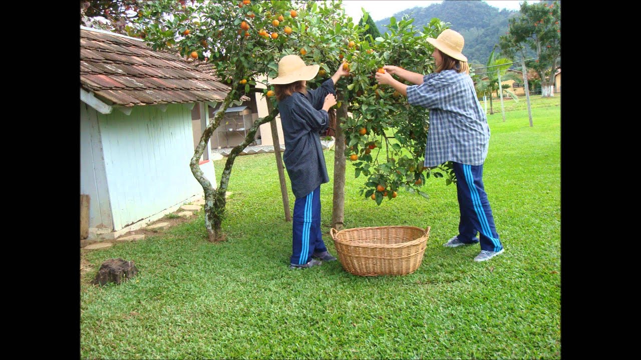 Obrigado ao homem do campo - Dom e Ravel