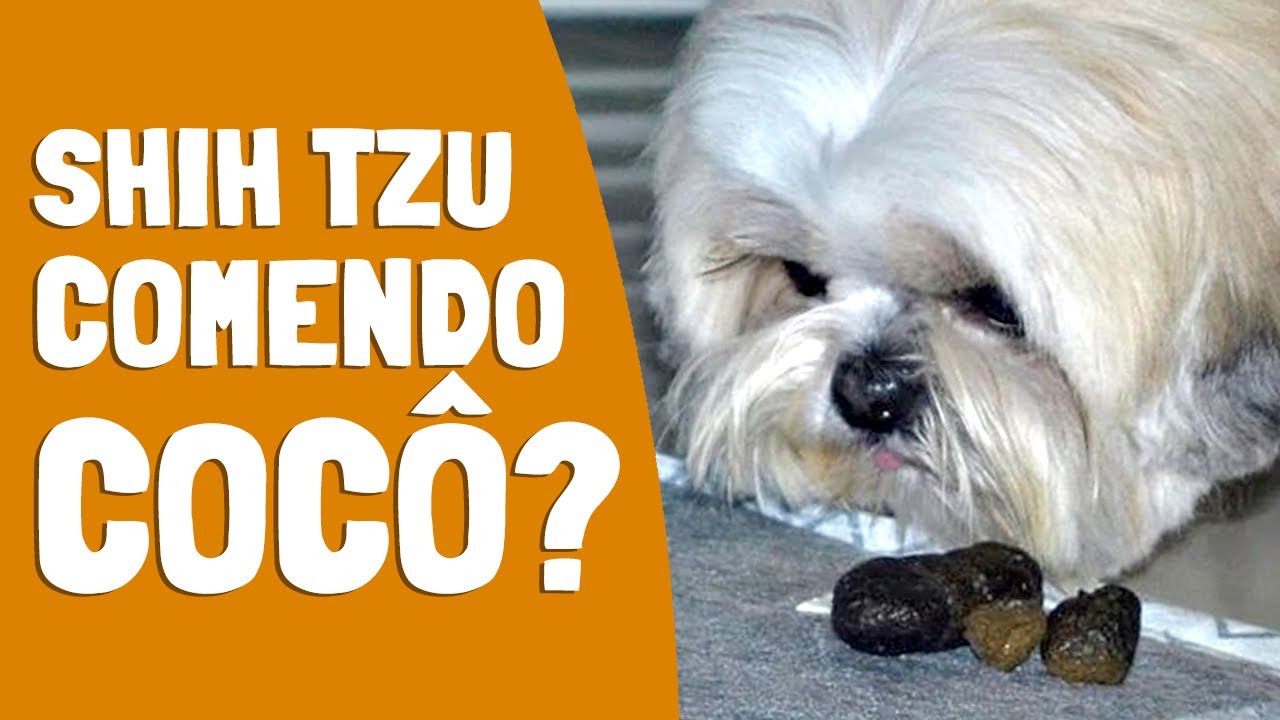 Shih Tzu Comendo Fezes, O Que Fazer? (Coprofagia)
