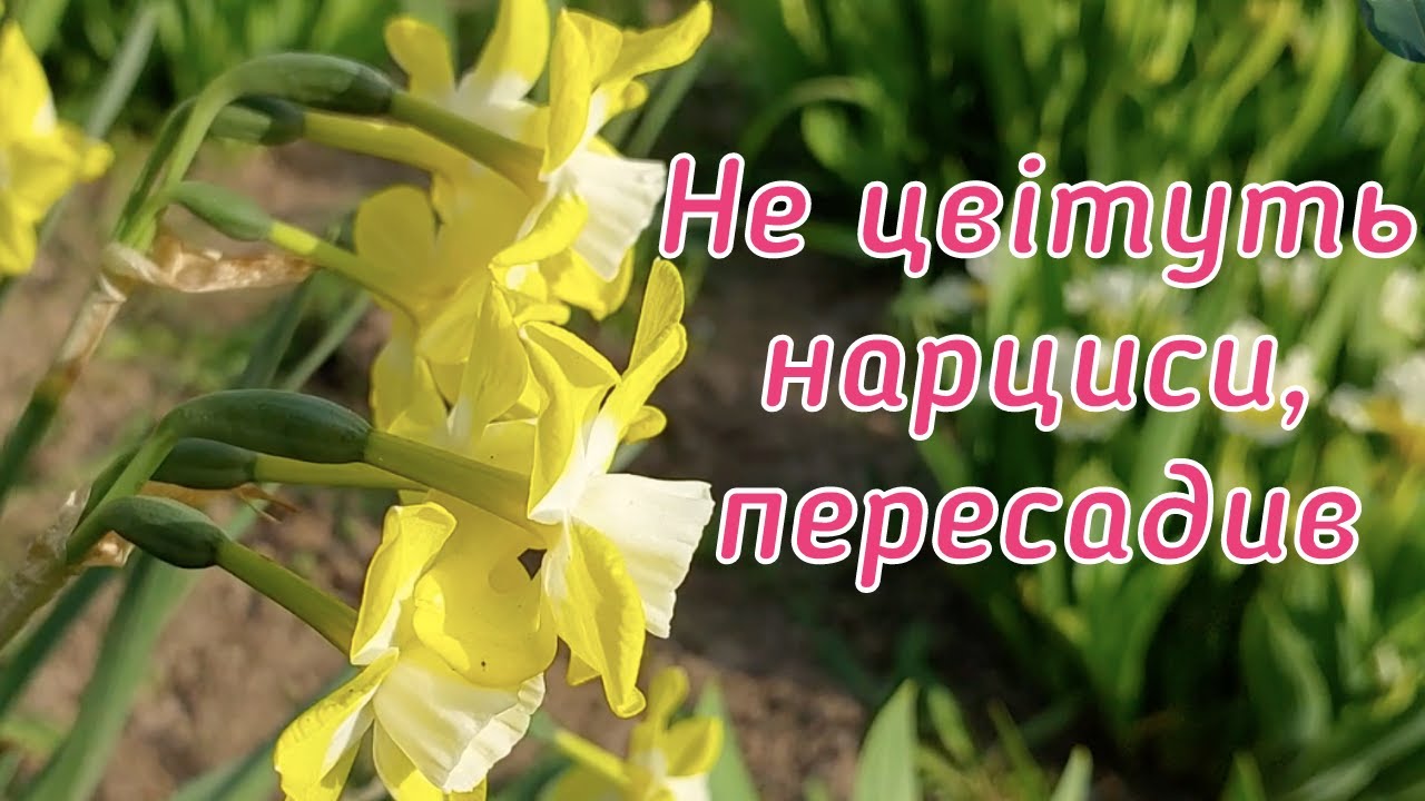 Не цвіли нарциси, тож прийшлось розбиратися у чому проблема. Пересадив