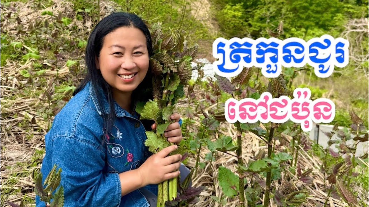 Japanese knotweed