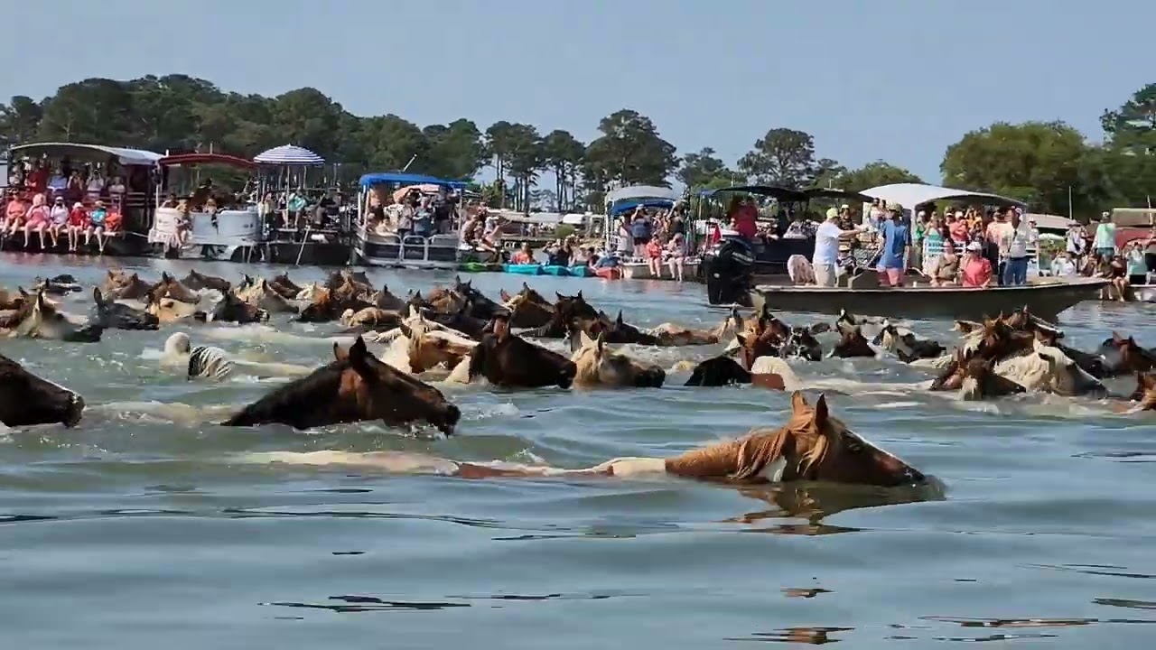 98th ANNUAL CHINCOTEAGUE PONY SWIM - July 26, 2023