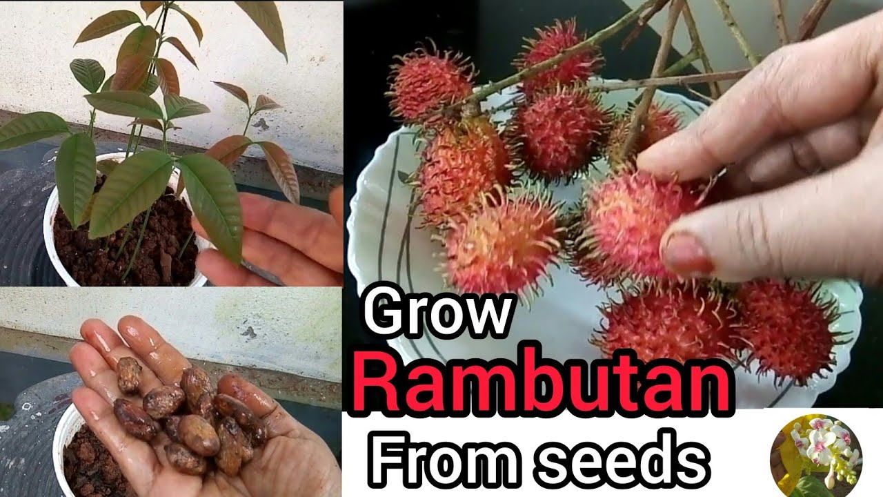 How to grow rambutan from seeds|rambutan fruit|lailarahmansgardening|rambutan seed engane nadam|