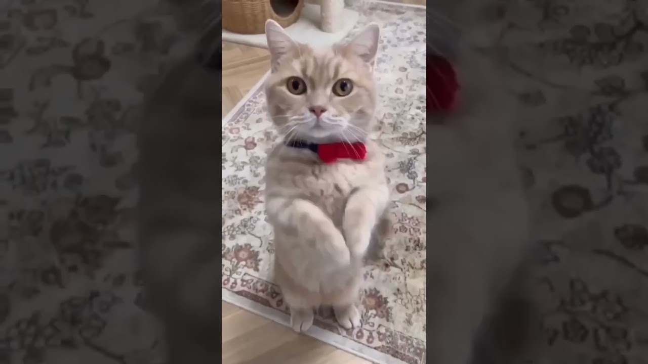 #Oyun #Oynayan 🙂 ||| #Kedi #Sevenler