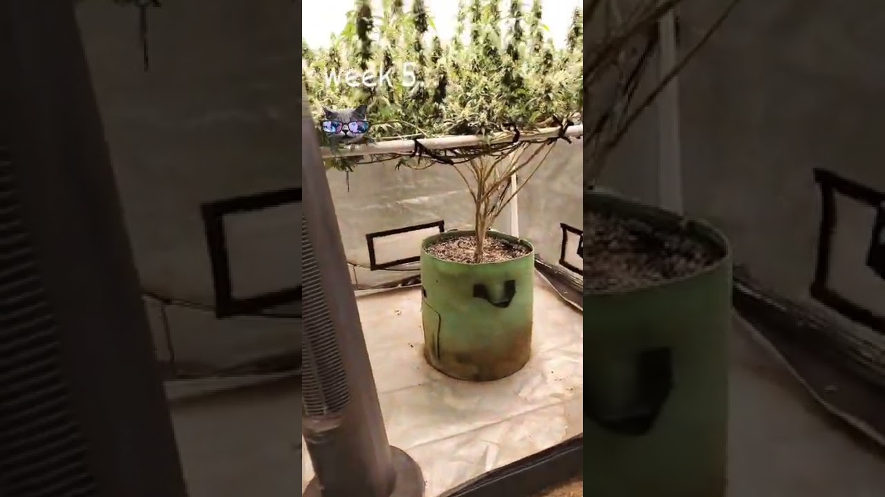 4x4 Big Bud Scrog, Week 5, 10gal promix under the FC-E6500 ❤️🌱