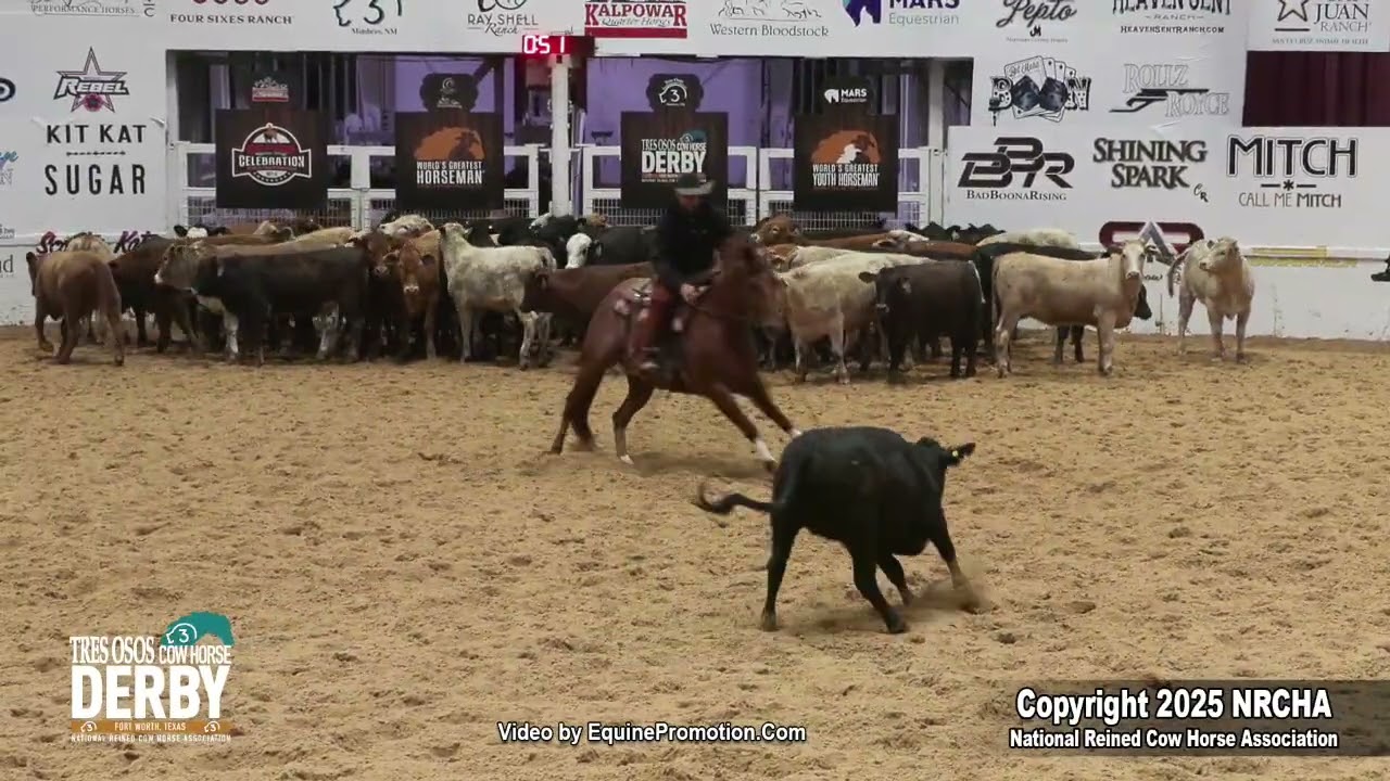 I’m MSU Here Kitty Kitty, NRCHA Open Derby herd
