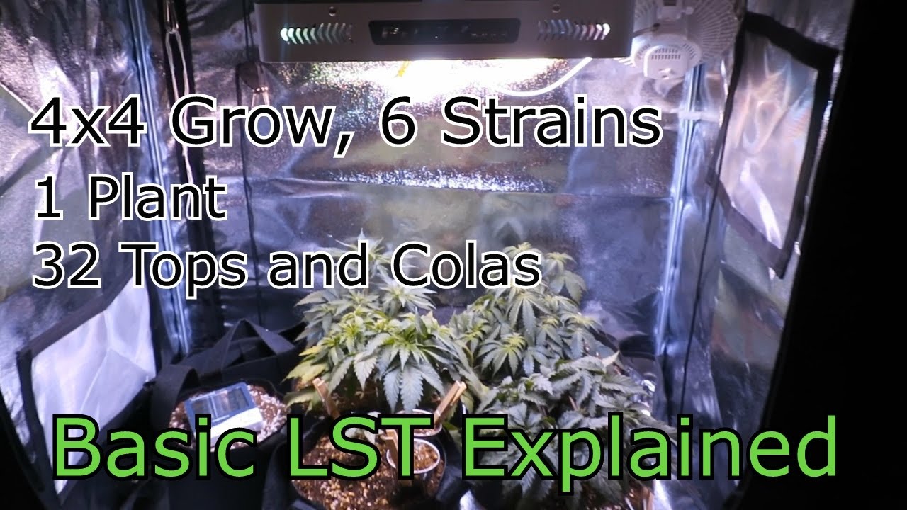 OGeez: 4x4 Grow 6 strains, 32 tops/colas