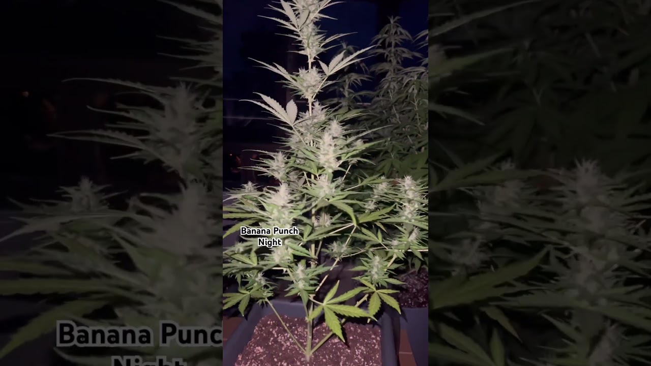 Banana Punch 🍌👊🏼 Auto - My buds are just starting to get that frosty sparkle ❄️🪴#cannabisdaily