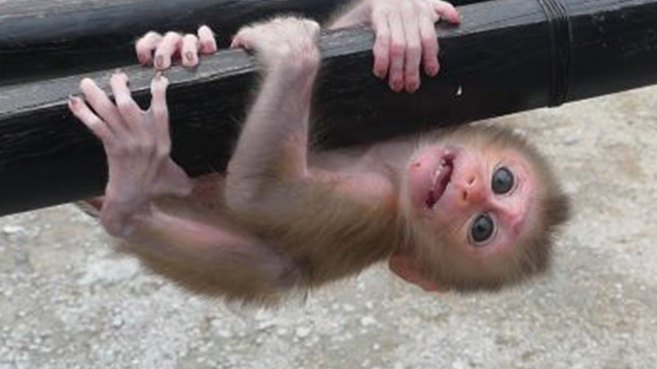 Cute, sad orphan monkey learning to walk-Baby Monkey Cute