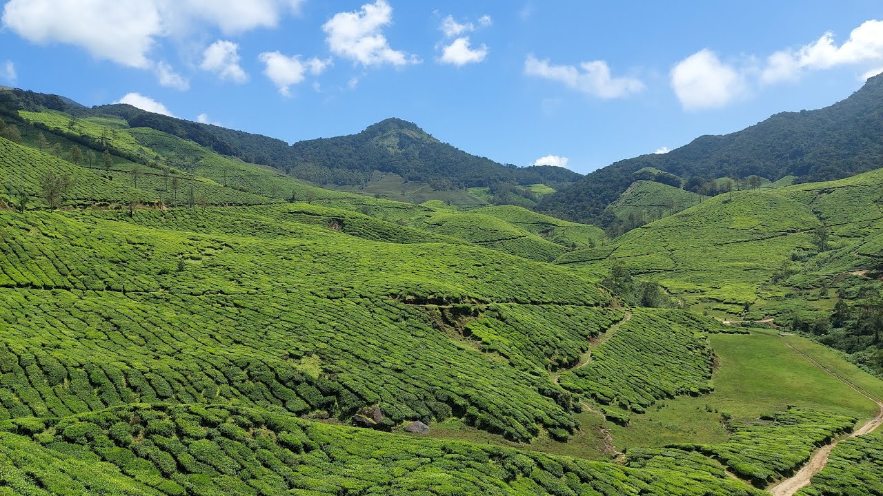 Munnar Road Trip #munnar
