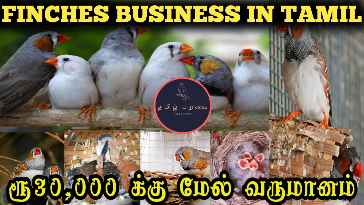 Finches Breeding Business in tamil | Tamil Paravai | தமிழ் பறவை