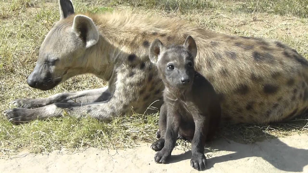 ブチハイエナの赤ちゃん(のいち動物公園)