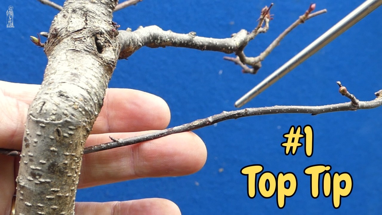 My #1 Bonsai Thread Grafting Tip (Even with Awkward Shoots!)