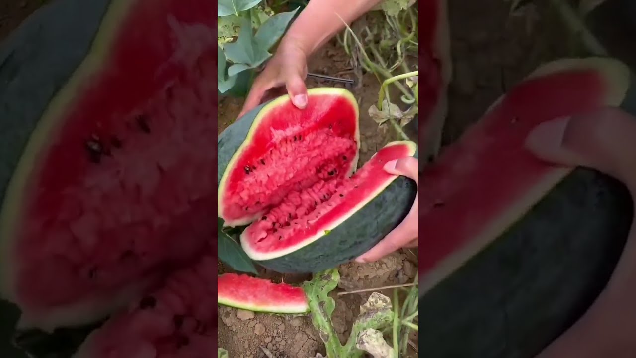 A Rare Delicacy, the BLACK DENSUKE WATERMELON: Experience the Superb Flavor of it !!!