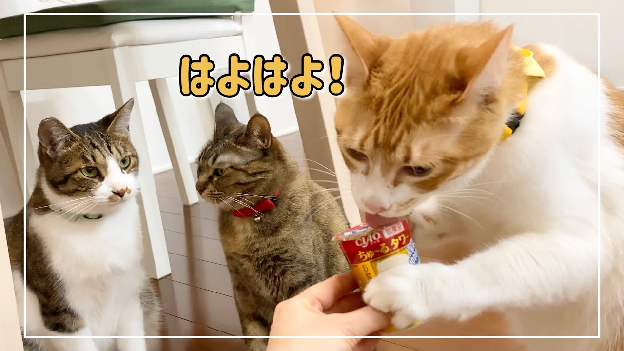猫3匹にちゅーるタワーを初めてあげたら食い意地が…【4K猫動画】