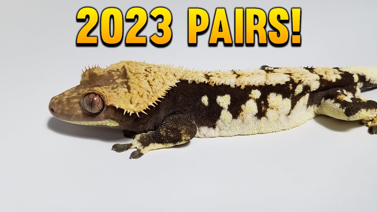 All Of My 2023 Crested Gecko Breeding Pairs!