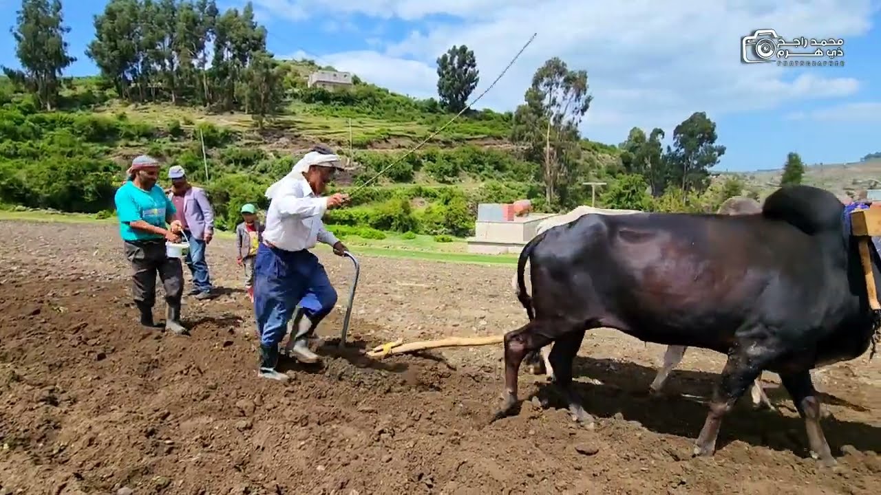 @زراعة القمح في ريف اليمن بالطريقه التقليدية 12/6/2024