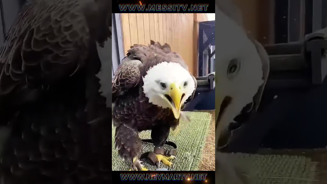 FRAU RETTET EINEN ADLER UND ZIEHT IHN MIT LIEBE GRO&szlig; #shorts #trending #reels