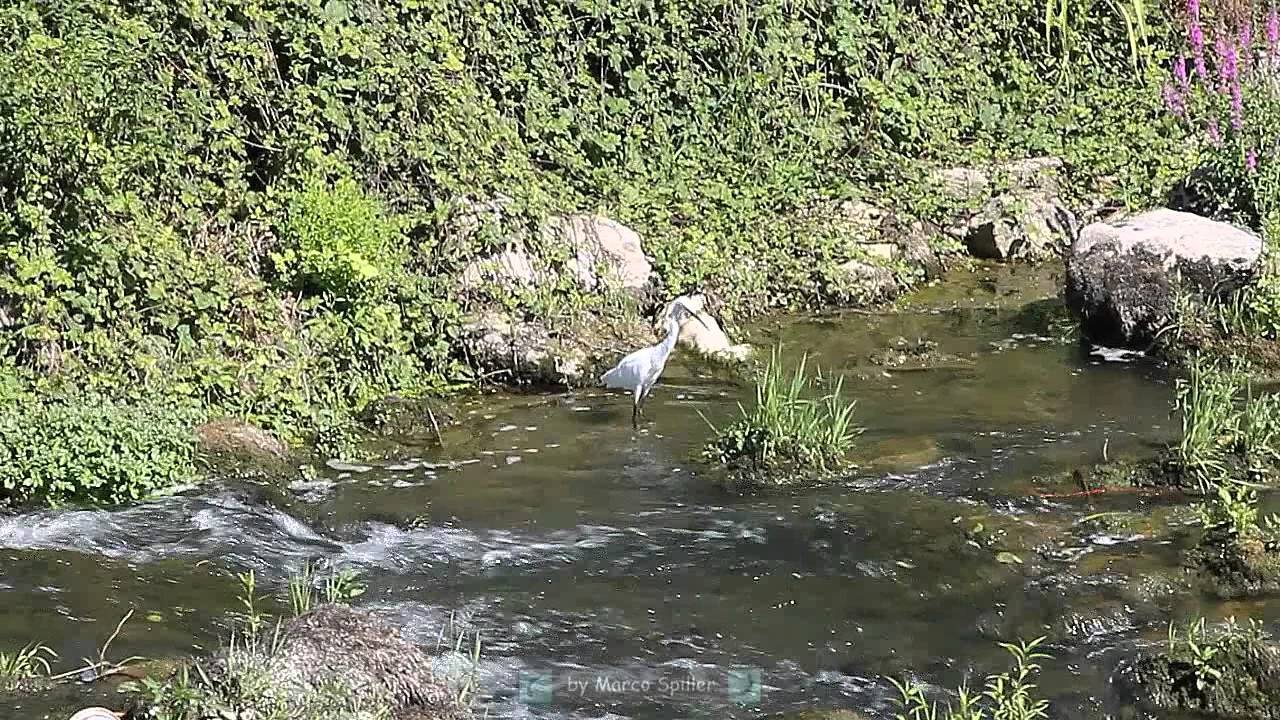 Egretta garzetta