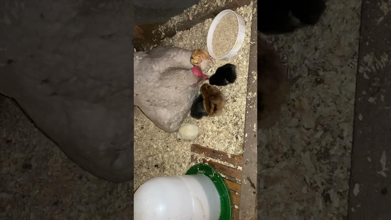 Tipuliinoja! 🥰 