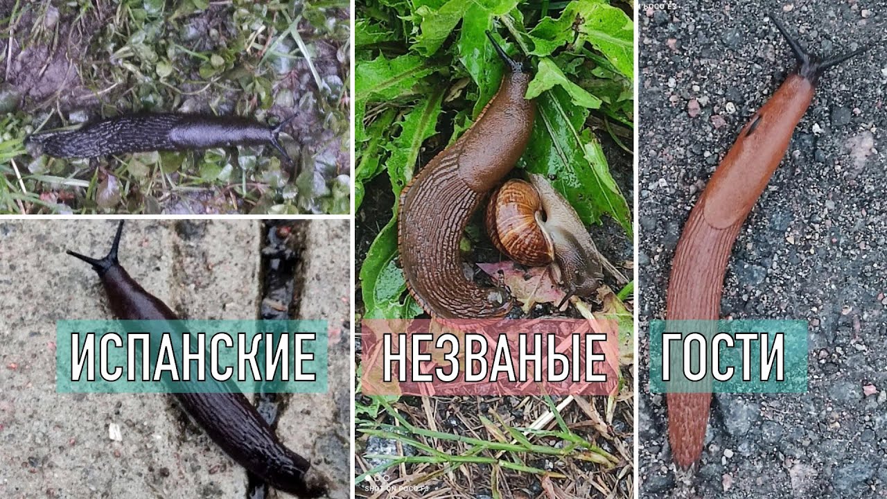 Всё об испанских слизнях на моем 3-х летнем опыте: большой разговор о работающих методах борьбы