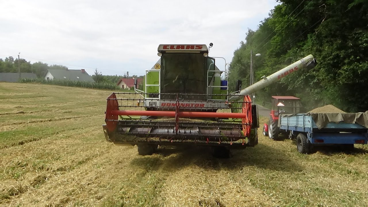 Żniwa owsa 2023 claas dominator 88s/massey ferguson 255.