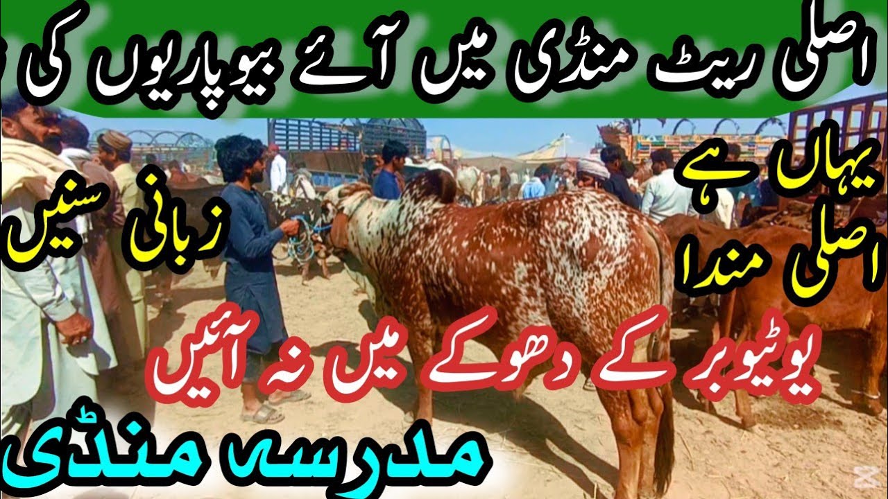 Original Price In Madrassa Cattle Mandi // Sahiwal Cholistani Bachra For Qurbani 2026 // Calves Farm
