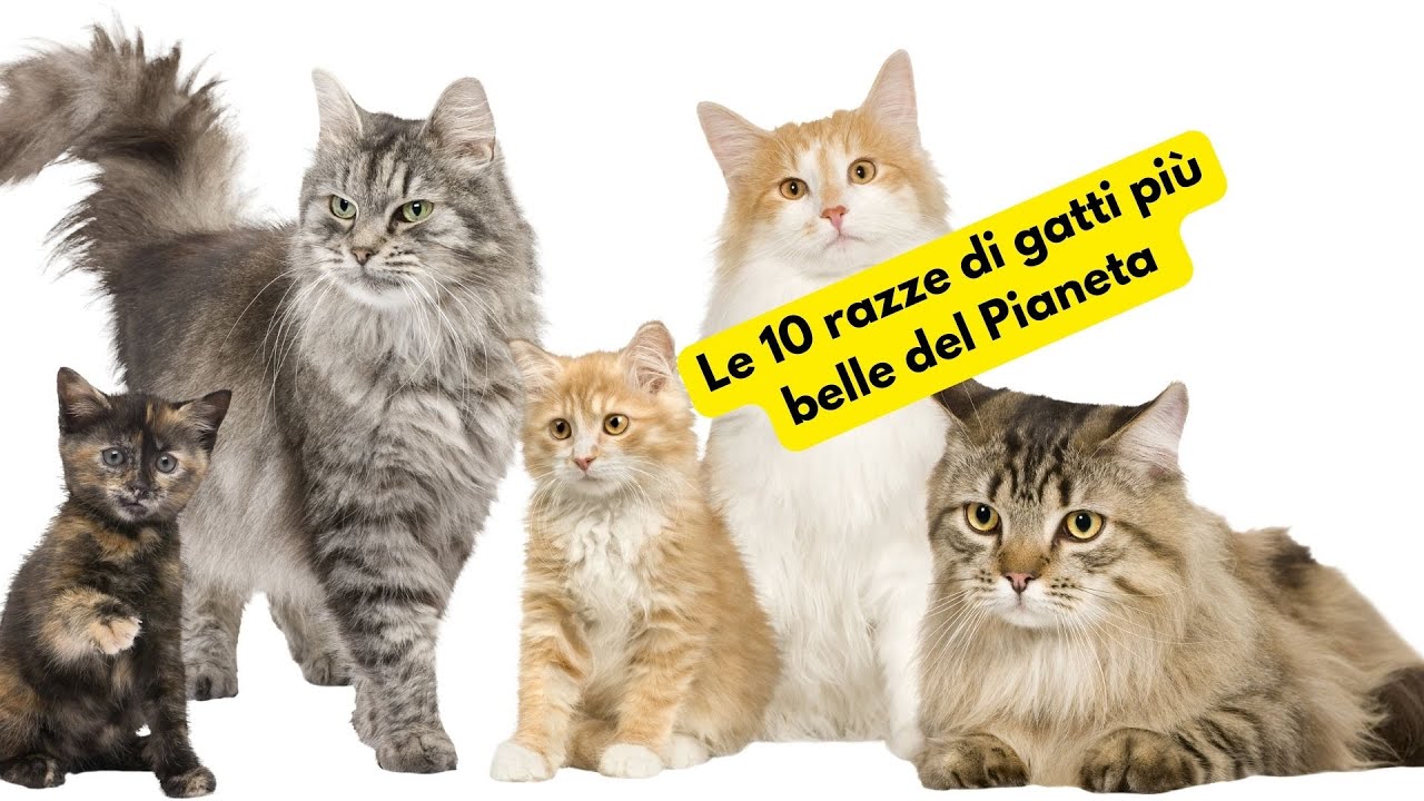 Le 10 razze di gatti più belle del Pianeta