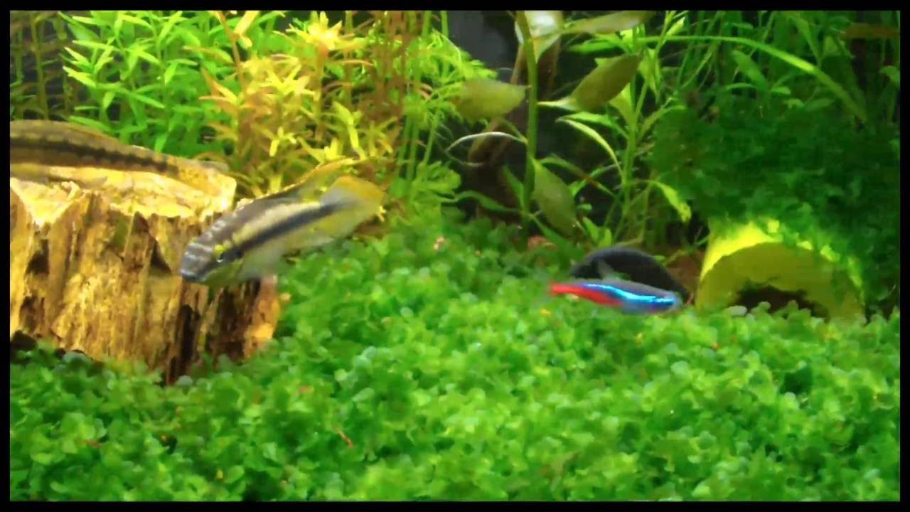 Alimentando a los peces con larva roja de mosquito