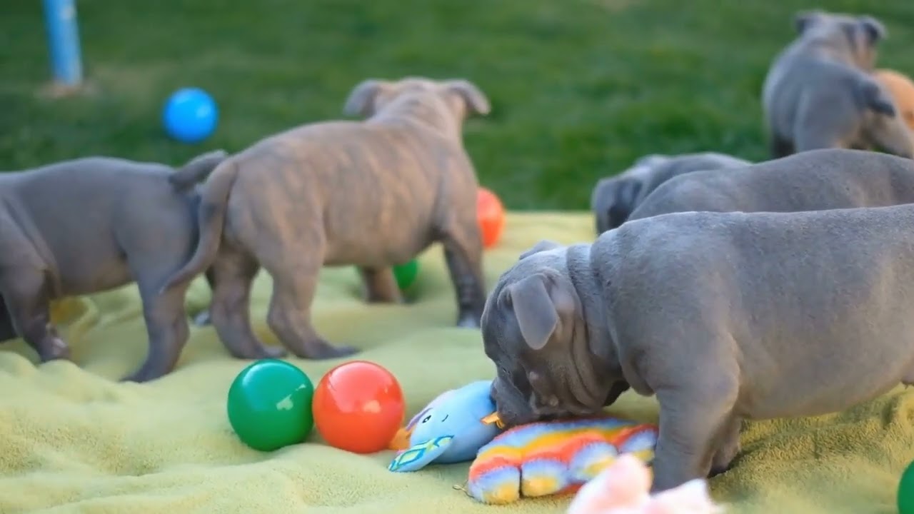 How Breed Standards Shape the Popularity of American Bullies