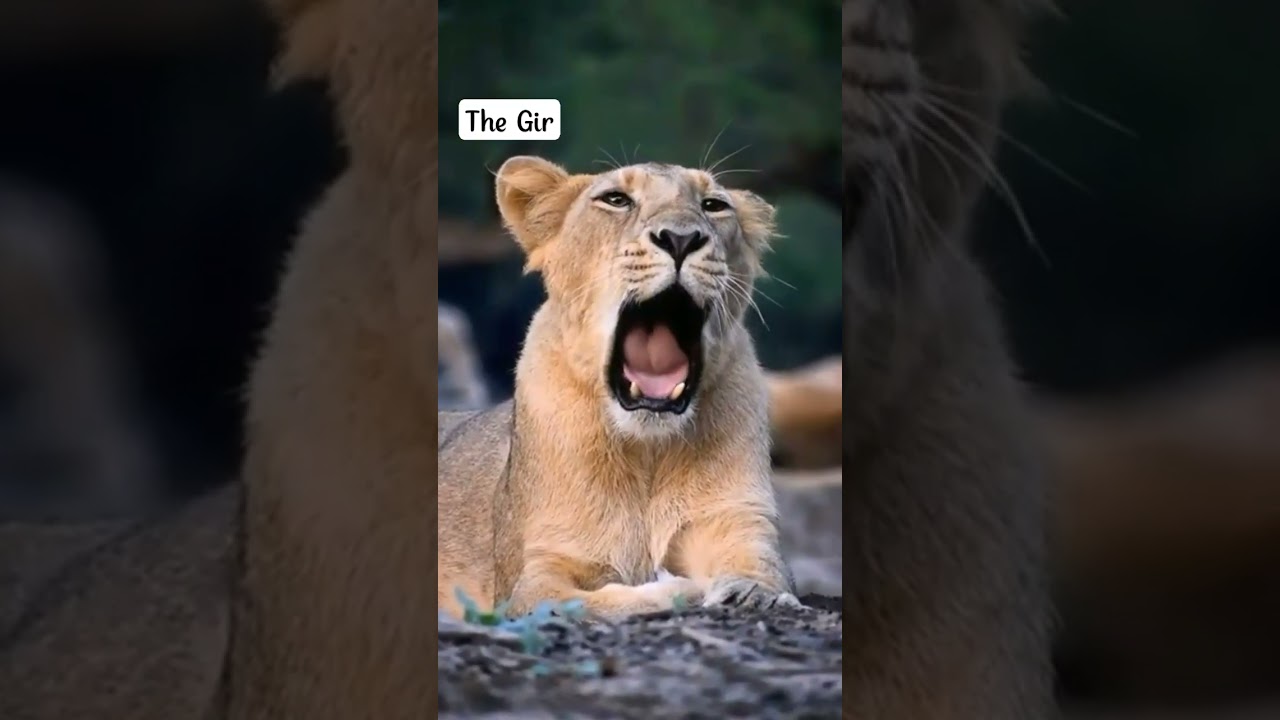 Gir no savaj keshri Sasan Gir jungle lion#savaj#Gir#jungle#lion#status#short#video