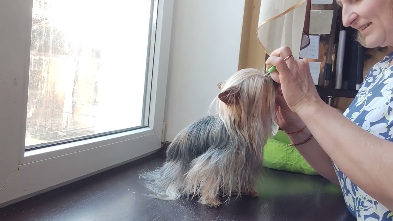 Малыш Гуччик ждёт семью 🤗 продажа доставка по миру+79788972514