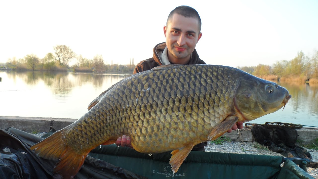 NASH 2016 - CARP FISHING IN CAVA - HD