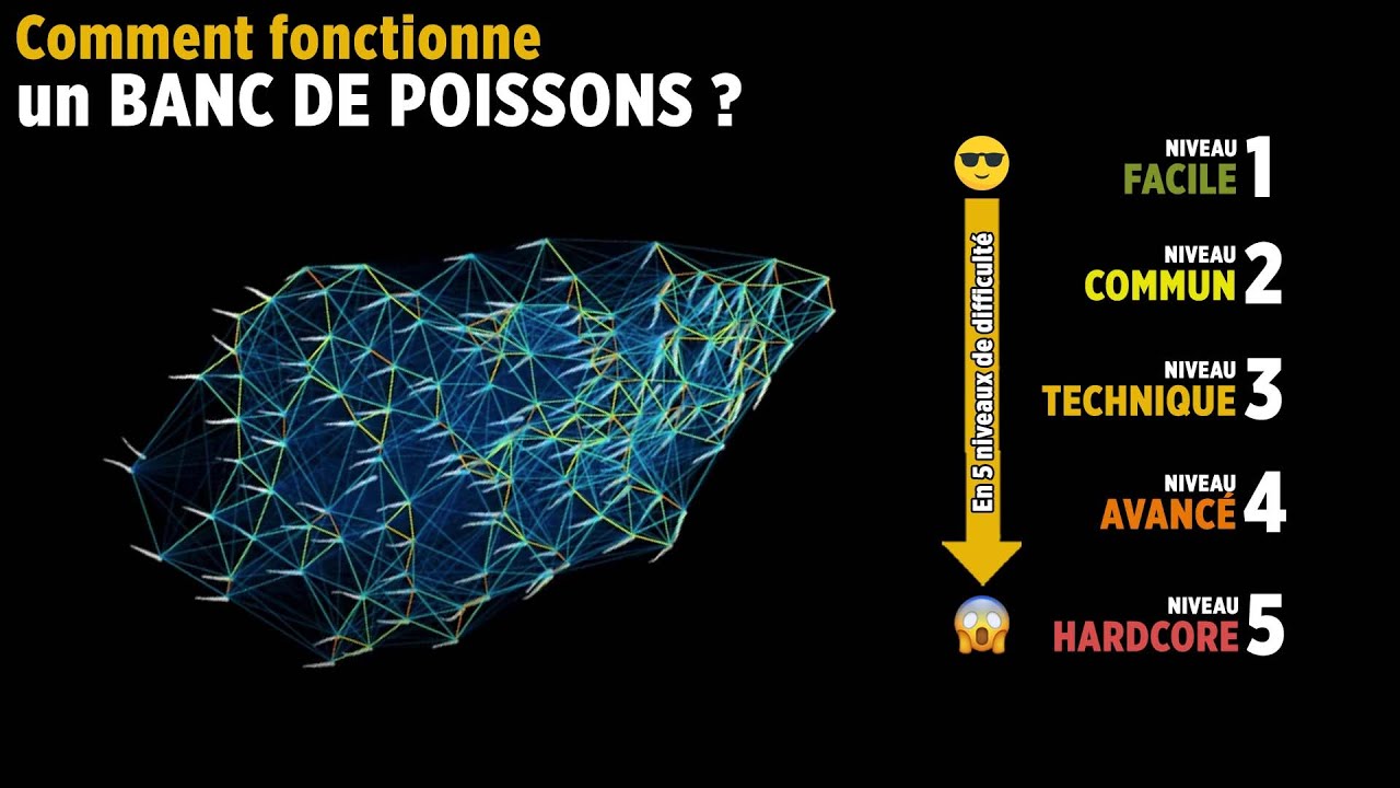 En 5 niveaux de difficulté : comment fonctionne un banc de poissons ?