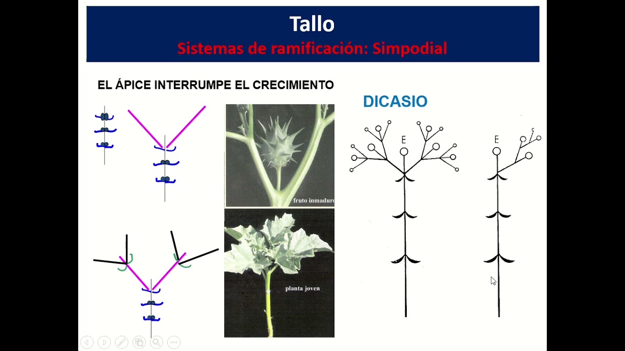 Clase 4 Tallo Modificaciones de hoja