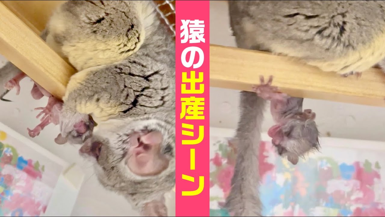 【感動】猿の出産シーン！During labor  