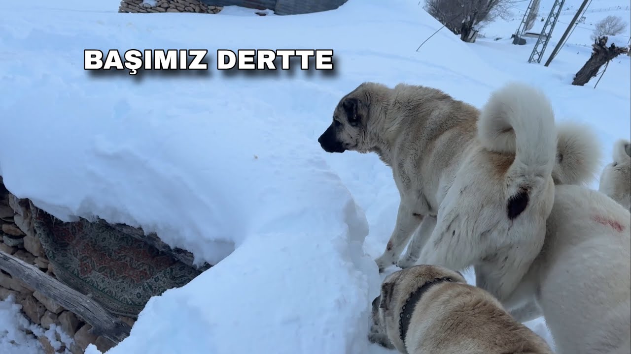 BAŞIMIZ BÜYÜK DERTTE 