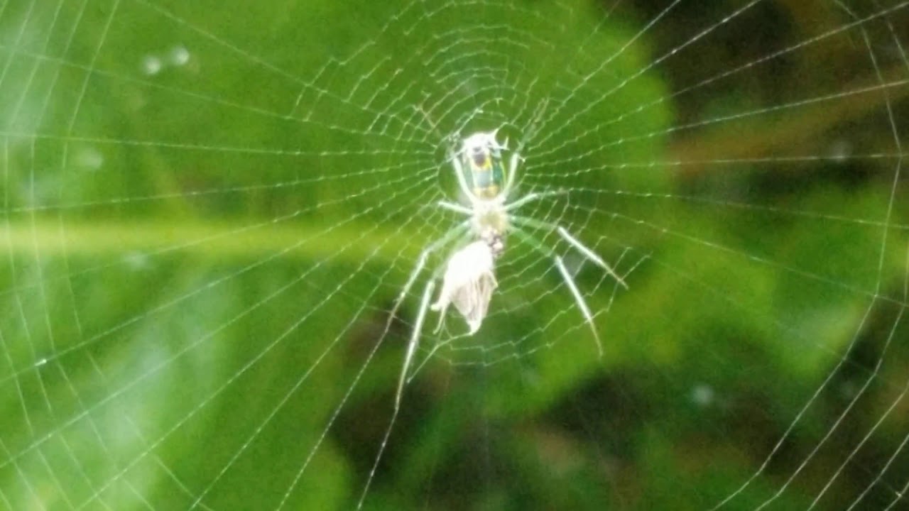 Orchard Spider at work