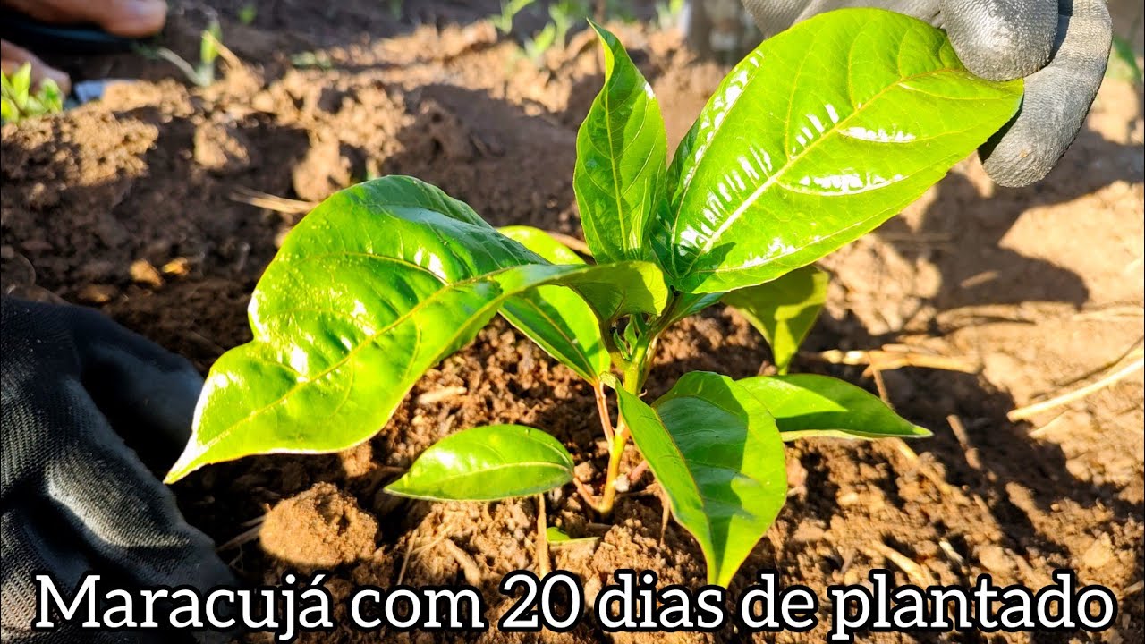 adubando a plantação de maracujá e mostrando como está a plantação