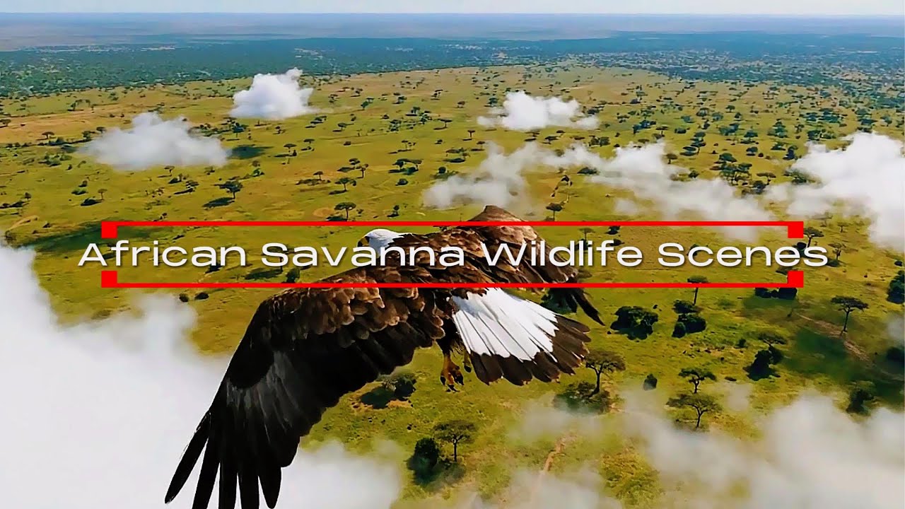 How Predators Shape the African Savanna Ecosystem